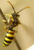 Nomada sp.